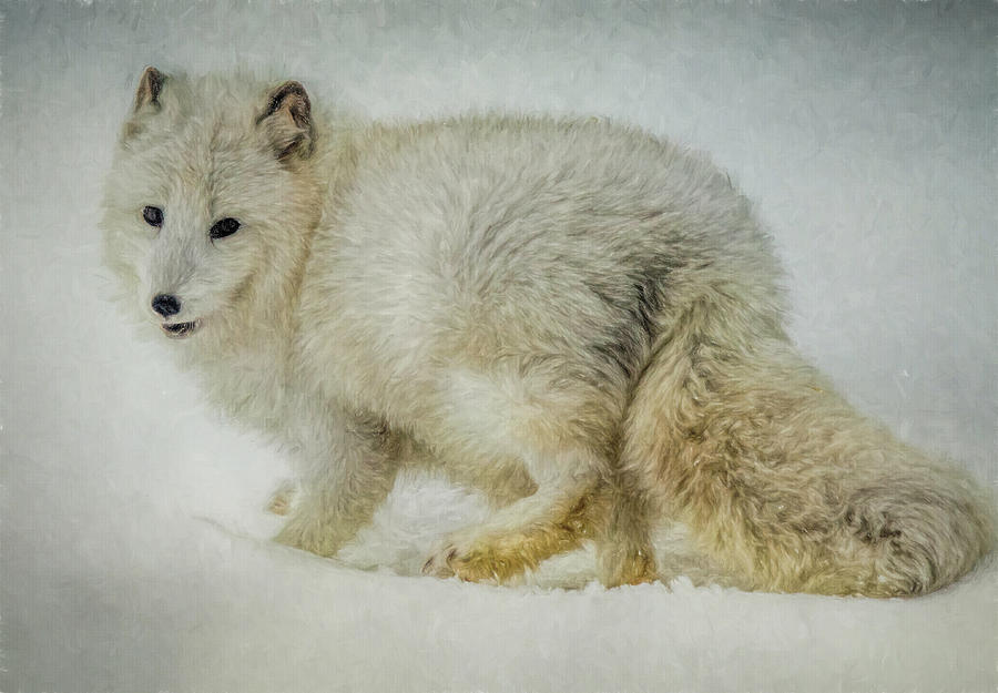 Arctic Fox Portrait Photograph by Teresa Wilson