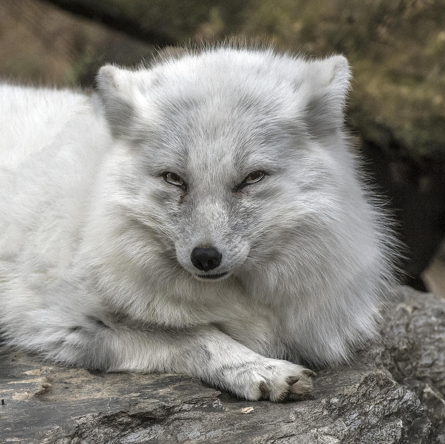 Arctic Fox Portrait Photograph by William Bitman