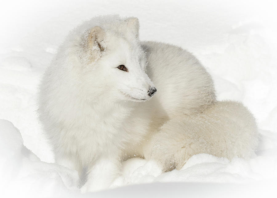 Animal Photograph - Arctic Fox Snow Bunny by Athena Mckinzie