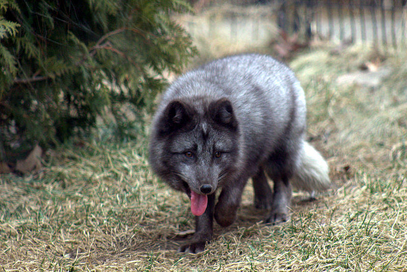 Animal Photograph - Arctic Fox by Taylor Feeman