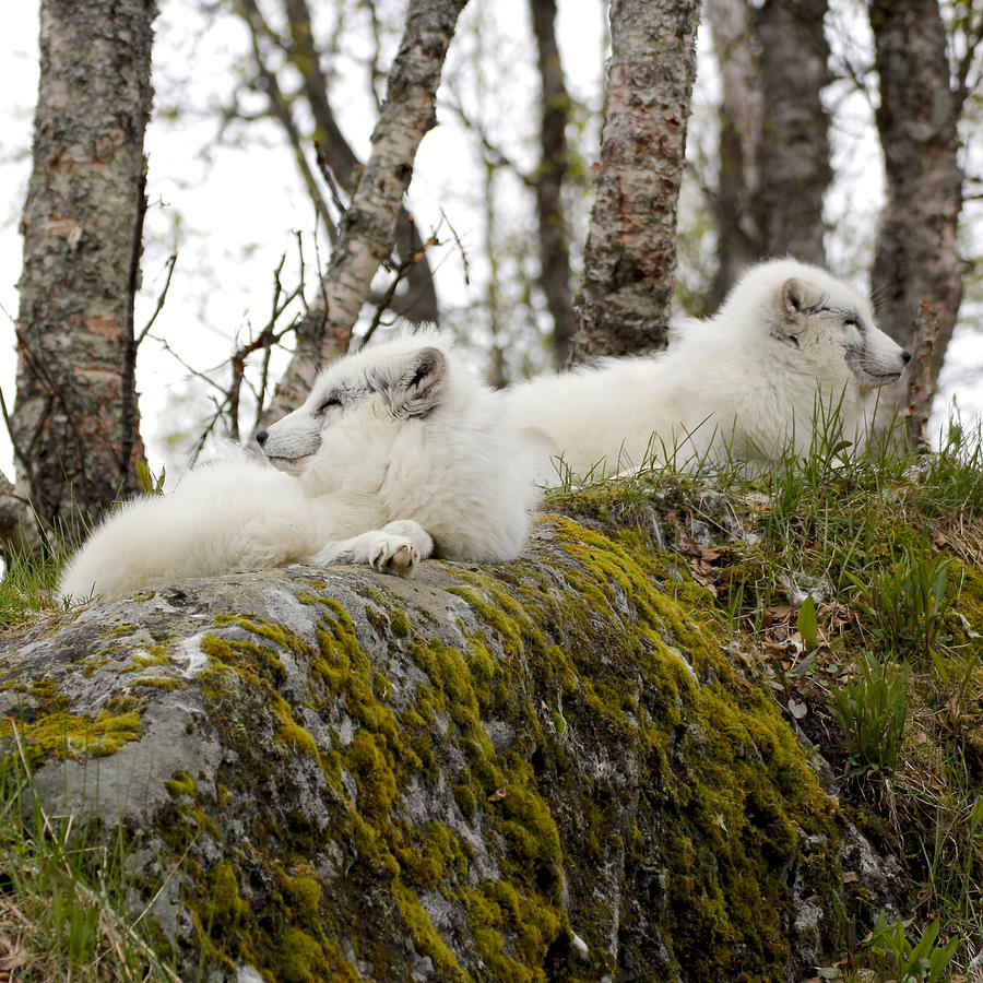 Arctic Foxes 6 Norway Painting by Robert SORENSEN