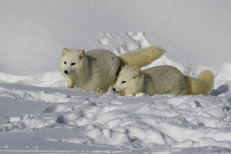 Arctic Foxes Photograph by Steve McKinzie