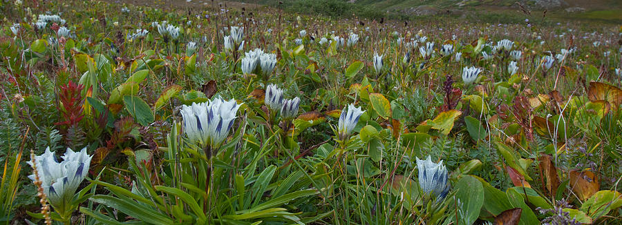 Arctic Gentian Blooming in the Alpine Photograph by Cascade Colors