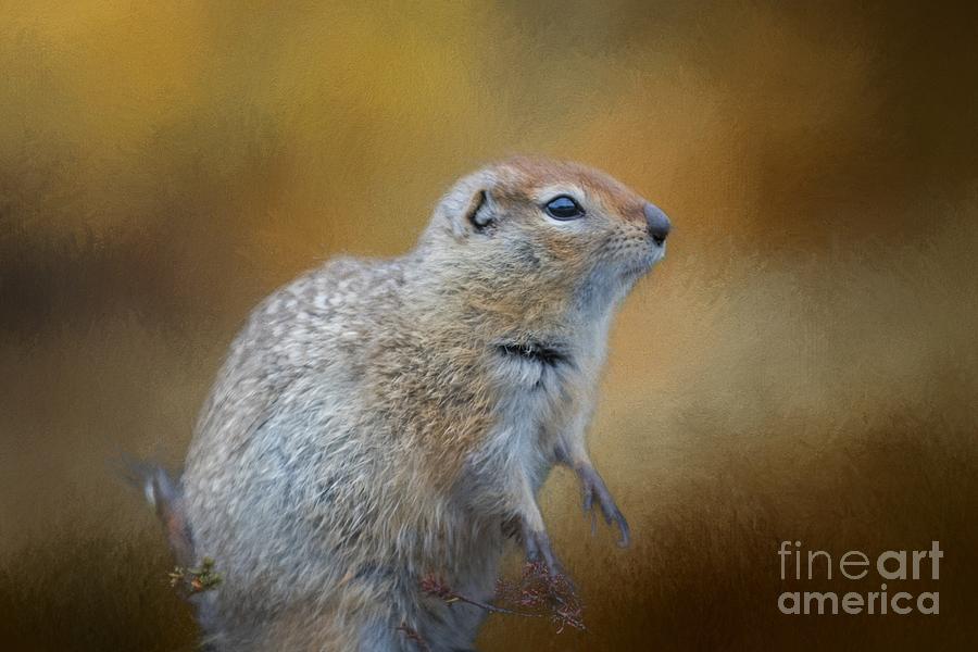 Arctic Ground Squirrel Photograph by Eva Lechner