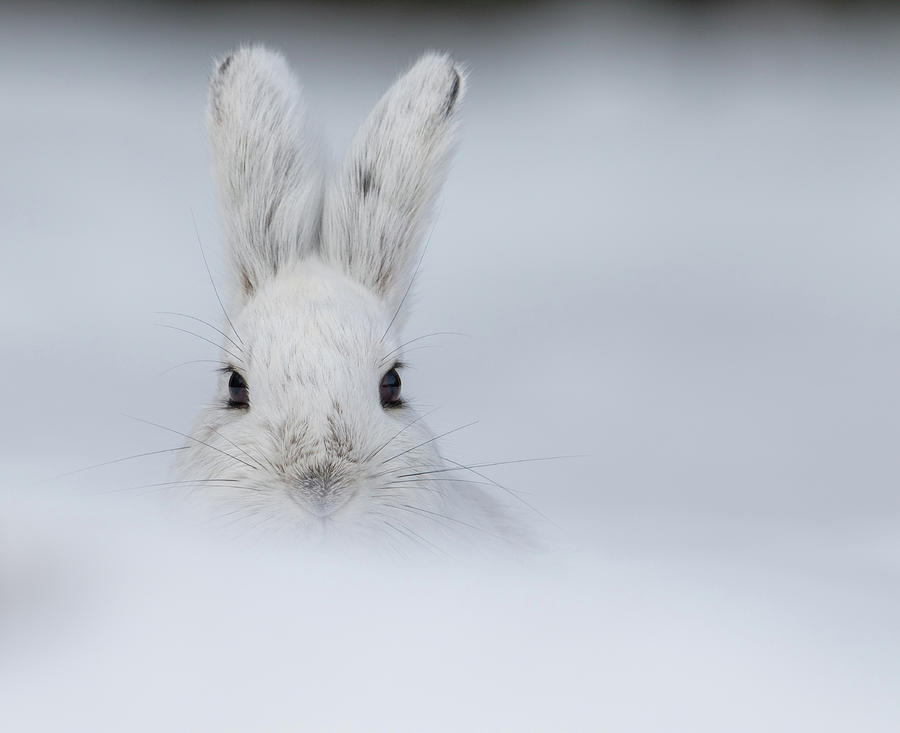 Arctic Hare Photograph by Dee Carpenter