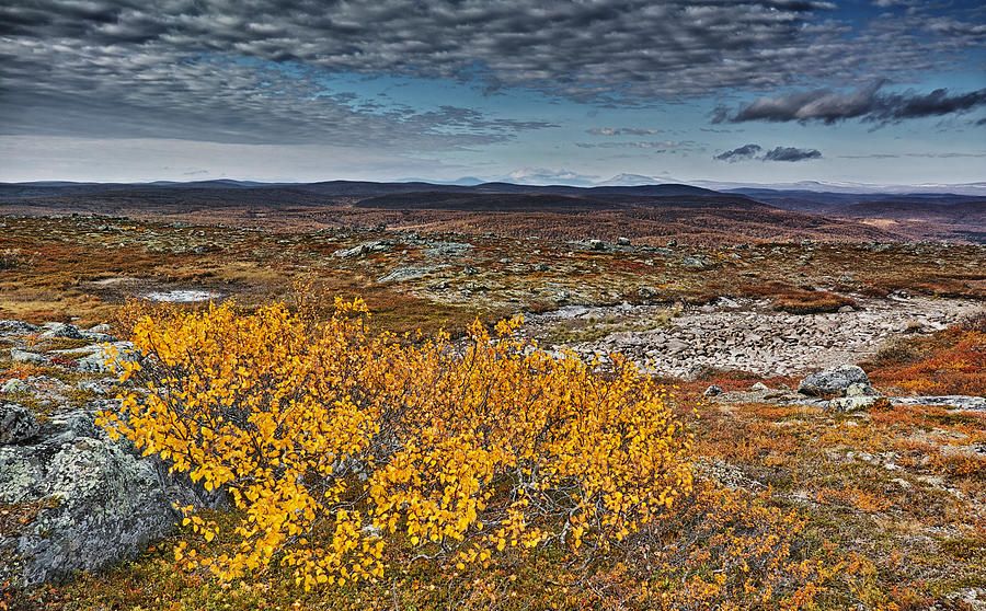 Arctic Highland in the Fall Photograph by Pekka Sammallahti