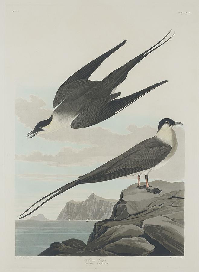 John James Audubon Drawing - Arctic Jager by Dreyer Wildlife Print Collections 