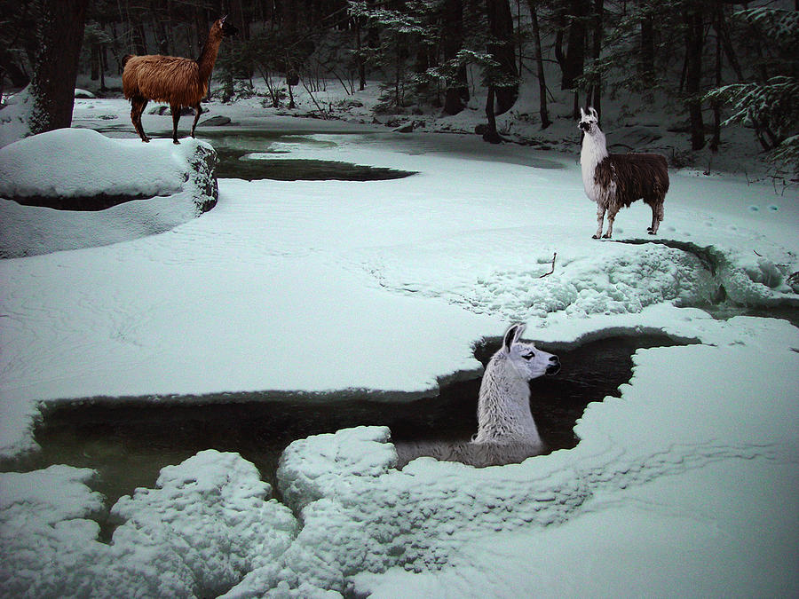 Nature Digital Art - Arctic Llamas by Eric Workman