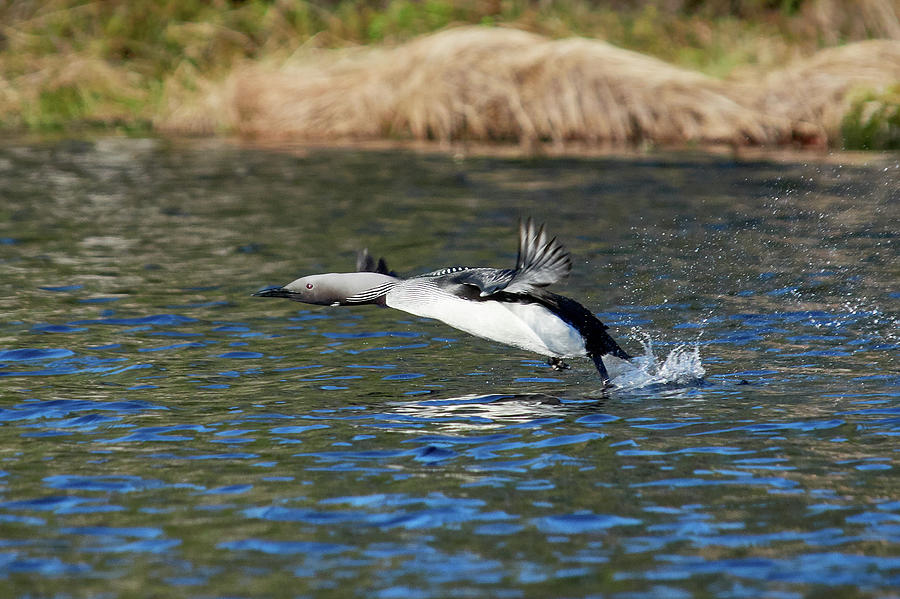 Arctic Loon Take Off Photograph