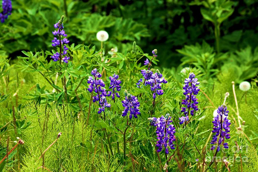 Arctic Lupine Photograph by Donna Cain - Fine Art America