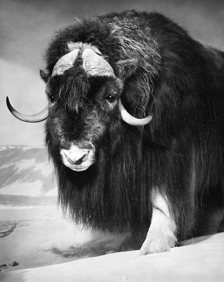 Arctic: Musk Ox by Granger