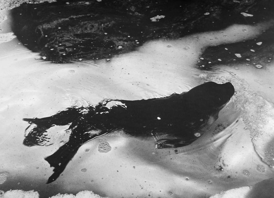 Arctic: Ringed Seal Photograph by Granger Arctic: Ringed Seal Photograph by Granger