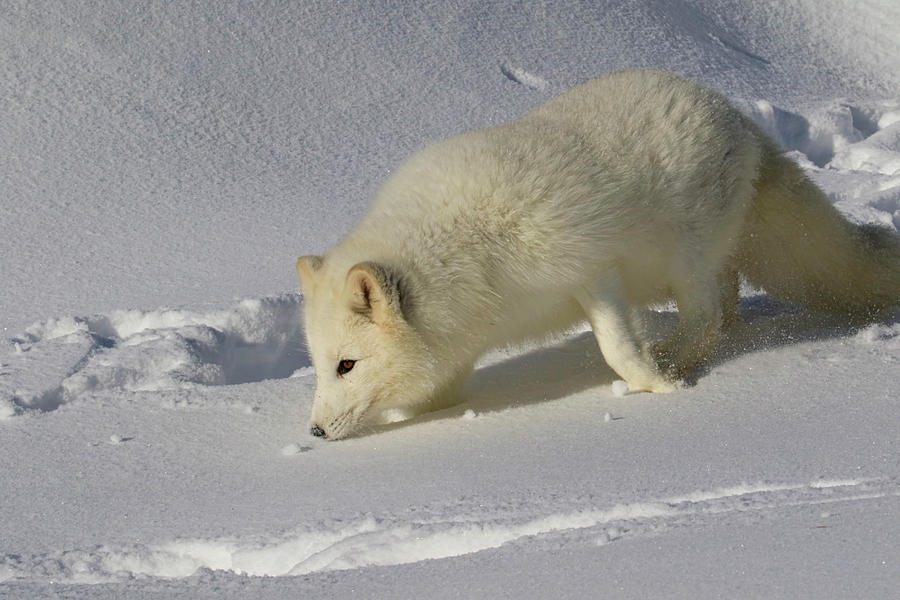 Arctic Snow Fox Photograph by Steve McKinzie