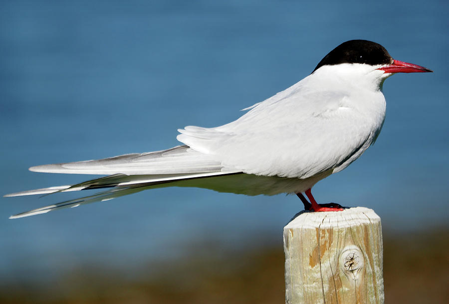 Arctic Tern Photograph by C H Apperson