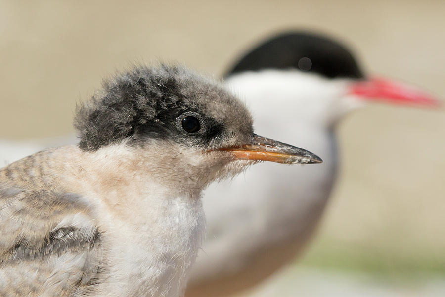 Arctic Tern Chick with Parent - Scotland by Karen Van Der Zijden Arctic Tern Chick with Parent - Scotland by Karen Van Der Zijden