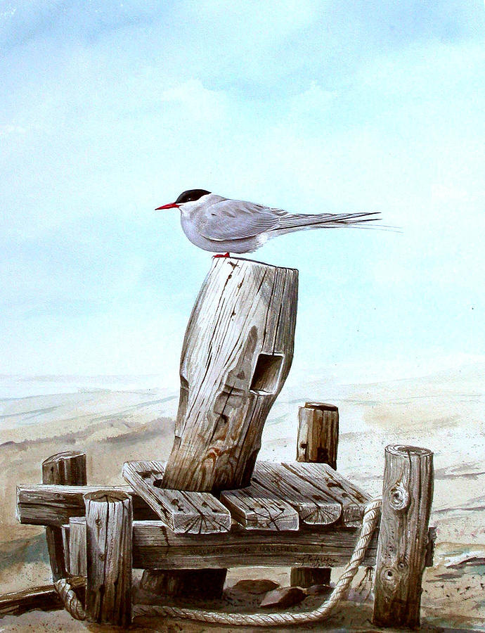 Bird Painting - Arctic Tern by Dag Peterson
