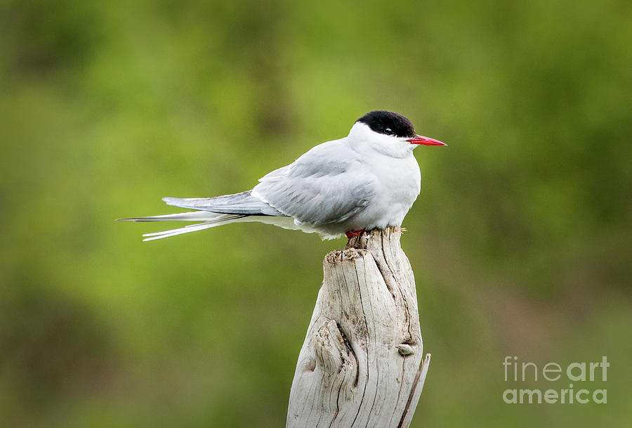 Arctic Tern Photograph
