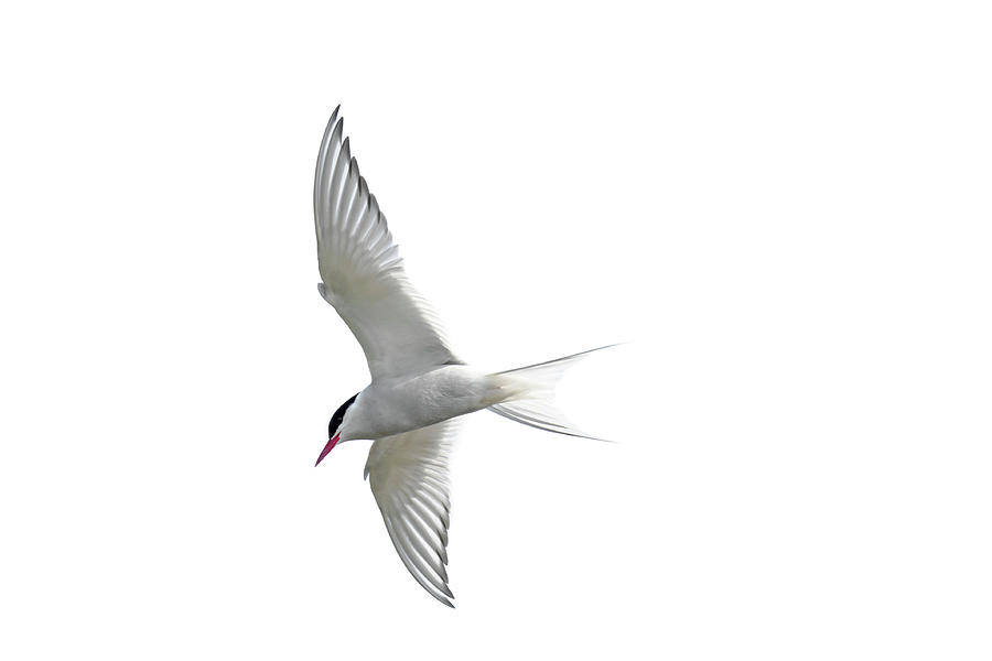 Arctic Tern flying in Mist Photograph by Arterra Picture Library