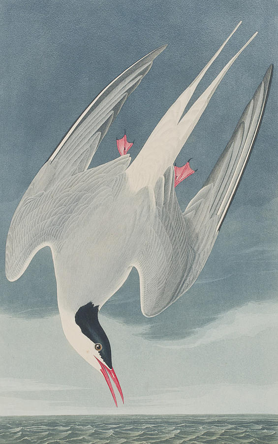 John James Audubon Painting - Arctic Tern by John James Audubon