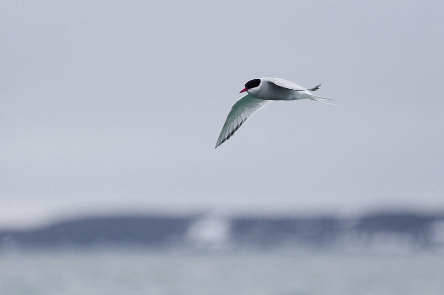Arctic Tern Photograph by Lauri Novak