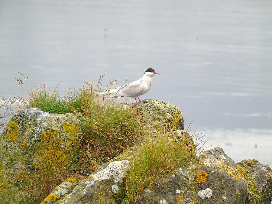 Arctic Tern Photograph by Susan Lafleur