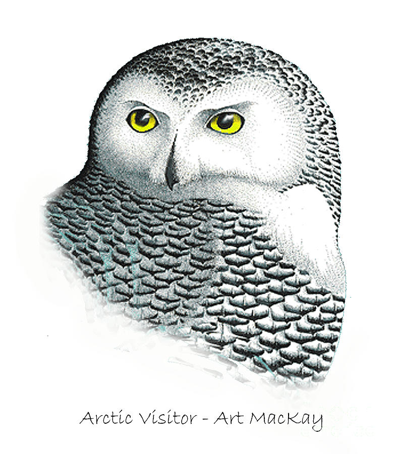 Arctic Visitor Mixed Media by Art MacKay