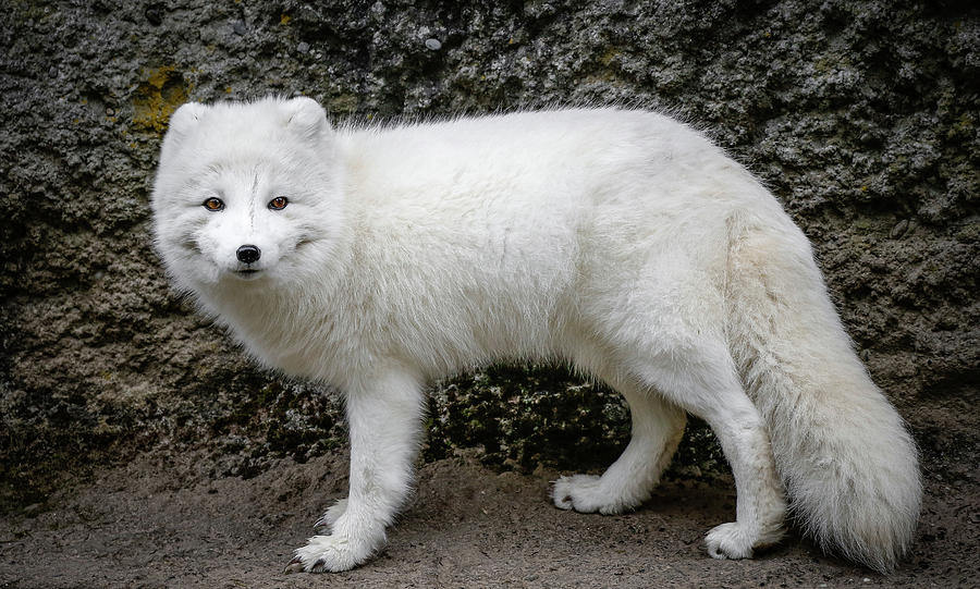 Arctic White Fox III Photograph by Athena Mckinzie