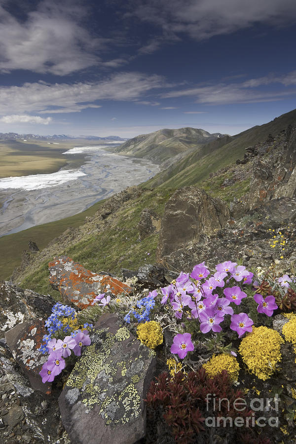 Arctic Wildflowers, Alaska Photograph by Art Wolfe/MINT Images
