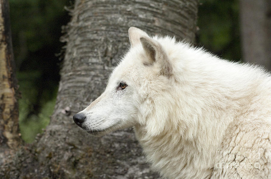 Arctic Wolf - On Watch Photograph by Sandra Bronstein