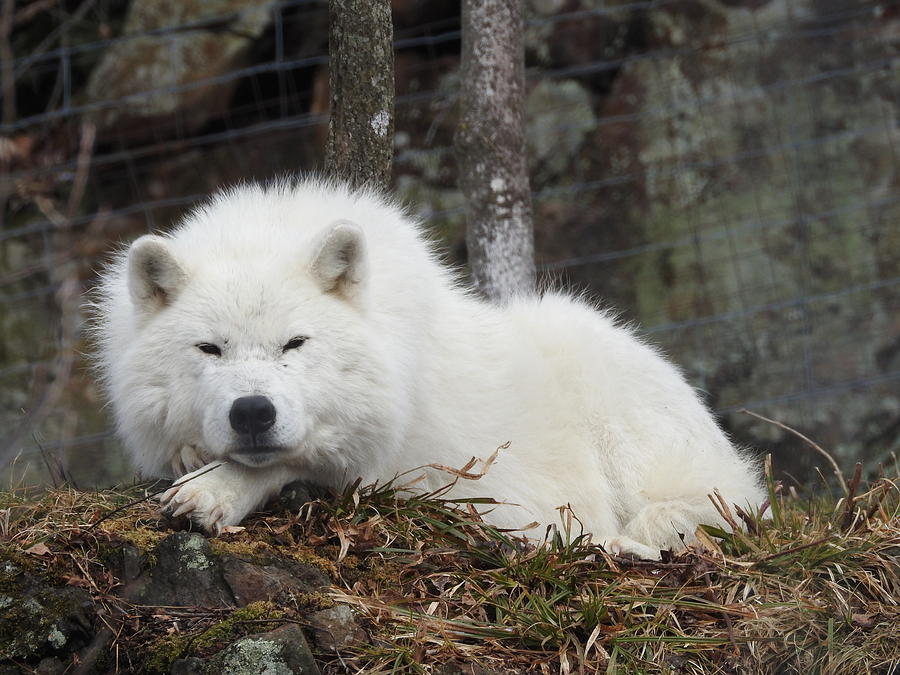 Arctic Wolf Photograph by Betty-Anne McDonald