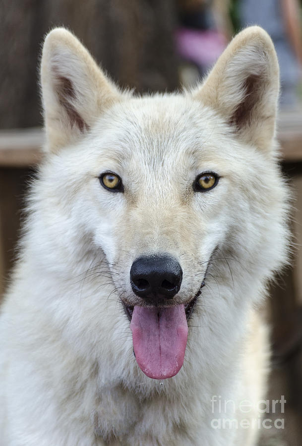 Arctic Wolf Photograph by Eddie Yerkish