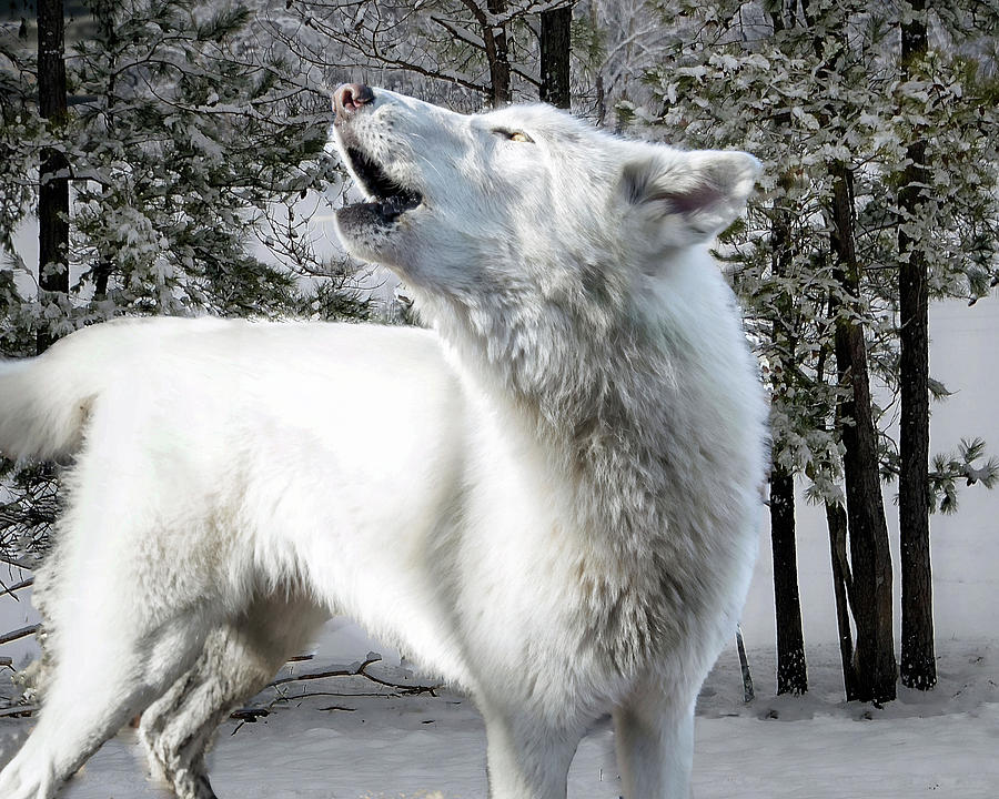 Arctic Wolf Howling Photograph by Jeannee Gannuch