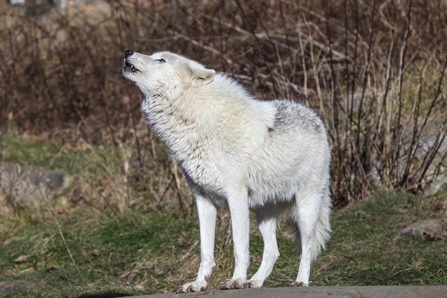Arctic Wolf Howling Photograph by Josef Pittner