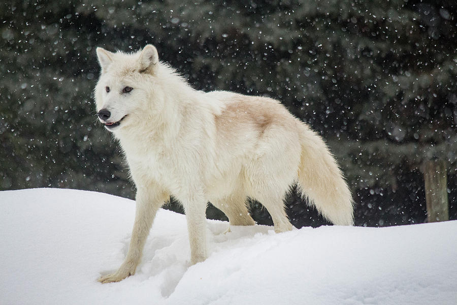 Arctic Wolf in the Snow Photograph by Teresa Wilson