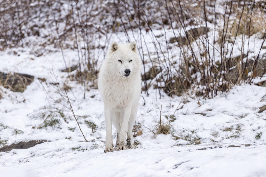 Arctic Wolf in the winter Photograph by Josef Pittner