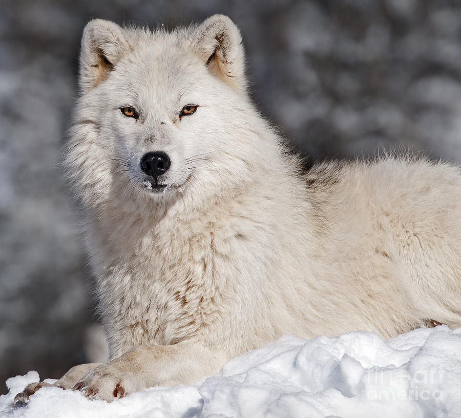 Arctic Wolf... Photograph by Nina Stavlund