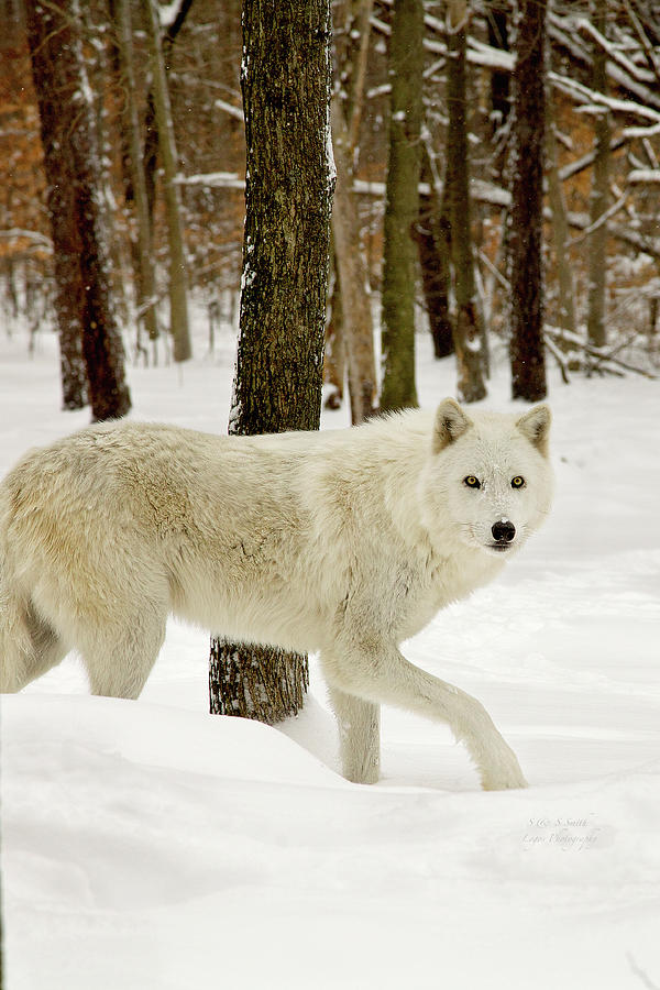 Arctic Wolf on the move Photograph by Steve and Sharon Smith