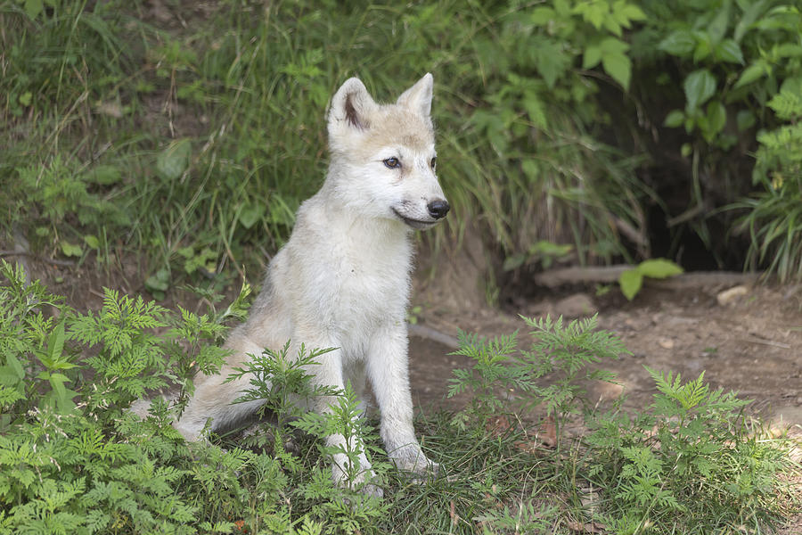 Arctic Wolf Pup Photograph by Josef Pittner