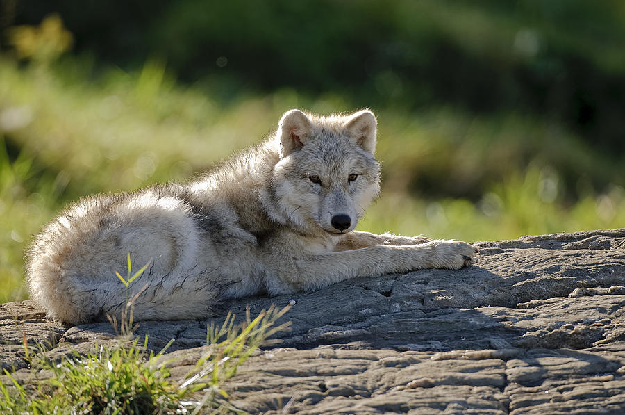 Arctic Wolf Pup Photograph by Michael Cummings Cute Baby Arctic Wolf