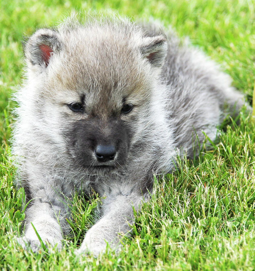 Arctic Wolf Pup Photograph by Michelle Halsey