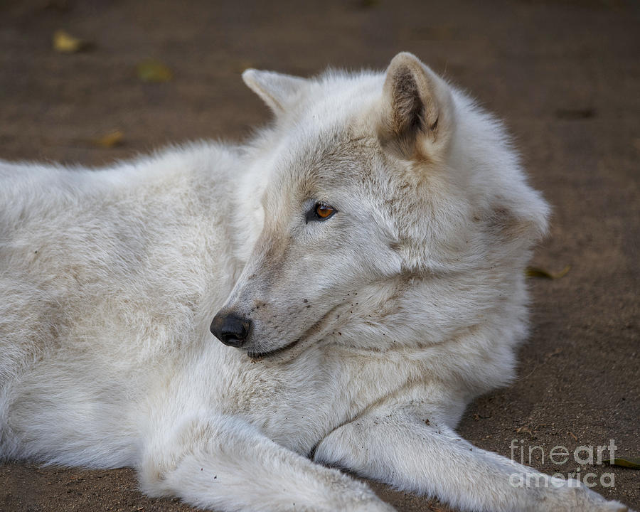 Arctic Wolf, San Diego Zoo Photograph by TN Fairey