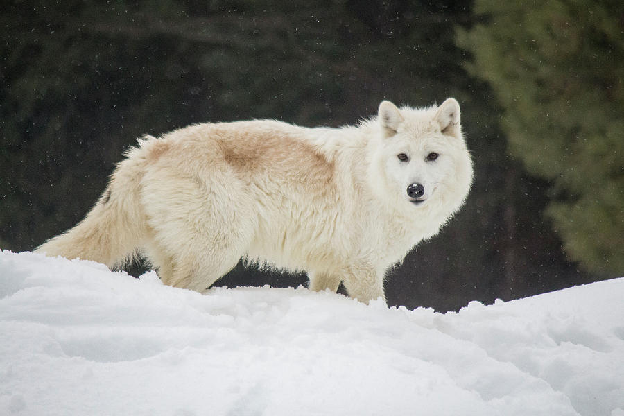Arctic Wolf Photograph by Teresa Wilson