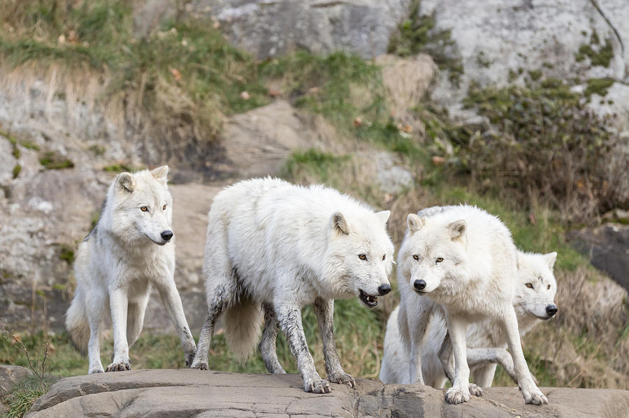 Arctic Wolves at play Photograph by Josef Pittner