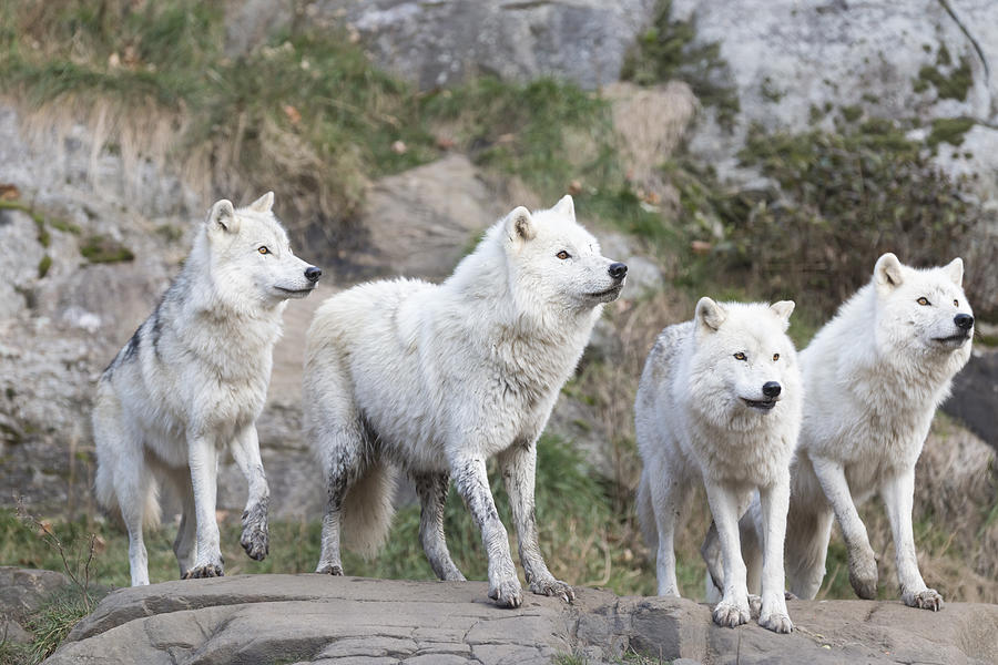 Arctic Wolves Photograph by Josef Pittner