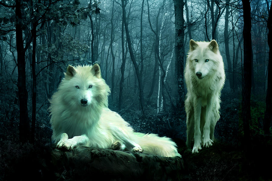 Arctic wolves for store sale