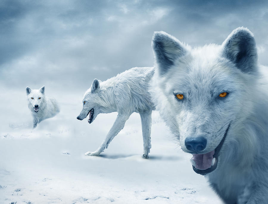 Arctic Wolves Photograph