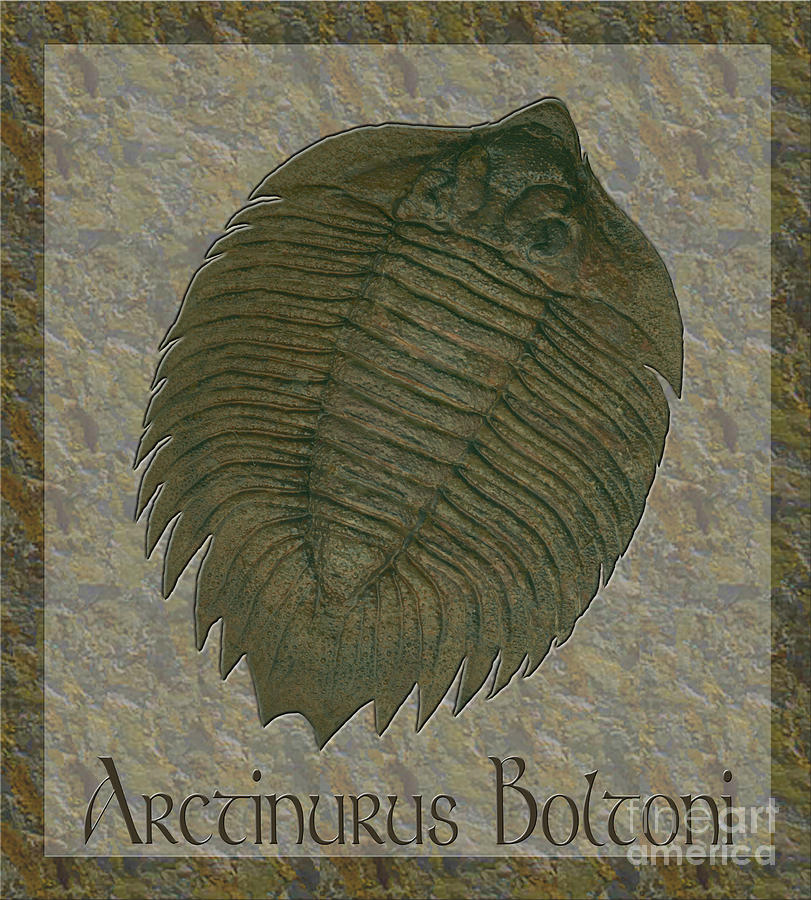 Arctinurus Boltoni Photograph by Melissa A Benson