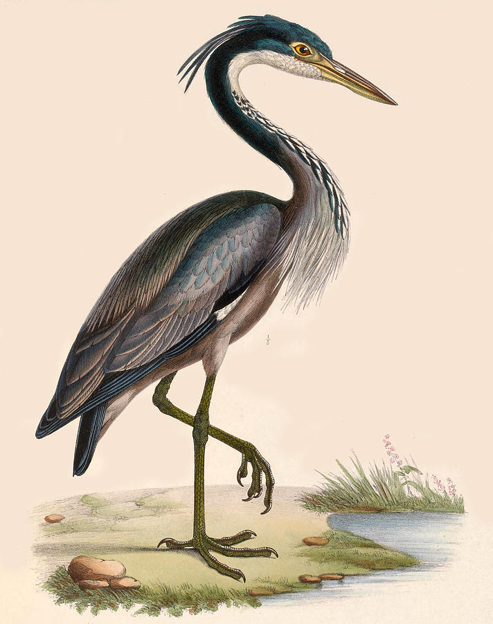 Ardea Melanocephala Drawing By Marc Athanase Parfait Oeillet Des Murs 