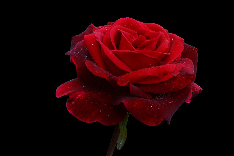 Rose Photograph - Ardent by Doug Norkum