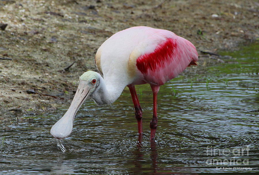 Spoonbill Photograph - Are U Looking at me by Barbara Bowen